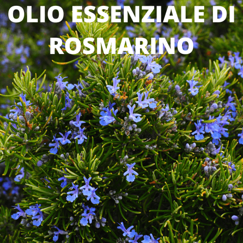 rosmarino