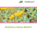 Rhodiola rosea benefici rodiola